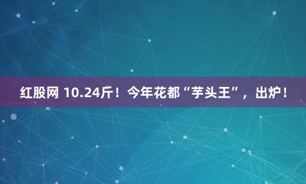 红股网 10.24斤！今年花都“芋头王”，出炉！